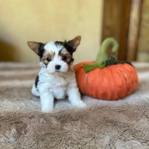 teacup yorkie for sale up to $400 in pa