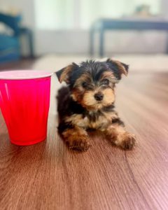 teacup yorkie for sale up to $400 near me