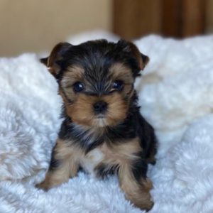 teacup yorkie puppy for sale
